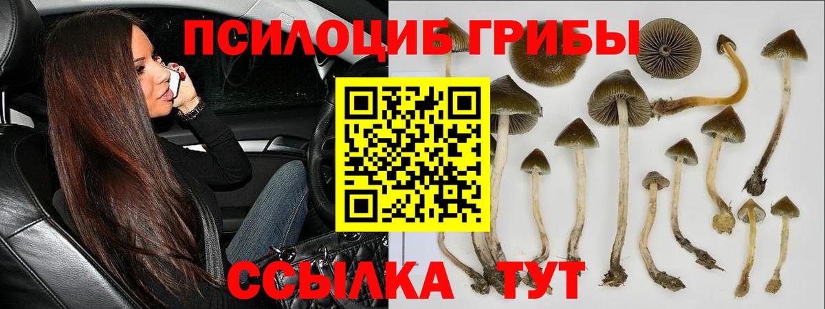 Галлюциногенные грибы Cubensis Нижний Новгород